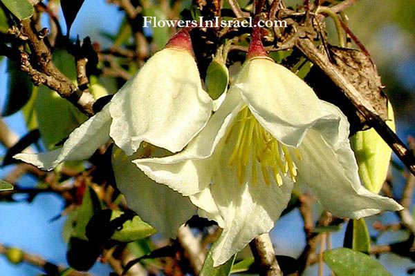 Israel flowers, send flowers online