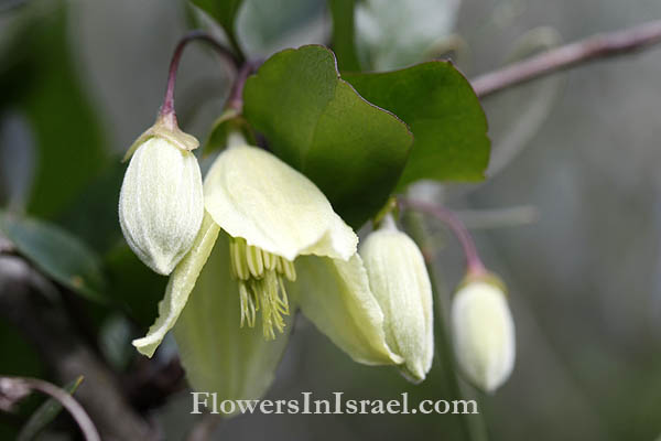 פרחים וצמחי בר בארץ ישראל