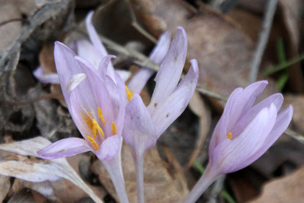 Colchicum troodi, Colchicum decaisnei, Troodos Meadow Saffron, لحلاح دكين ,סתוונית בכירה