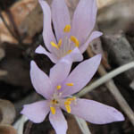 Colchicum troodi, Colchicum decaisnei, Troodos Meadow Saffron, סתוונית בכירה, Wild Flowers, Israel, Flora