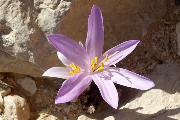 Colchicum tunicatum, סתוונית  הקלפות,  اللحلاح المفصص