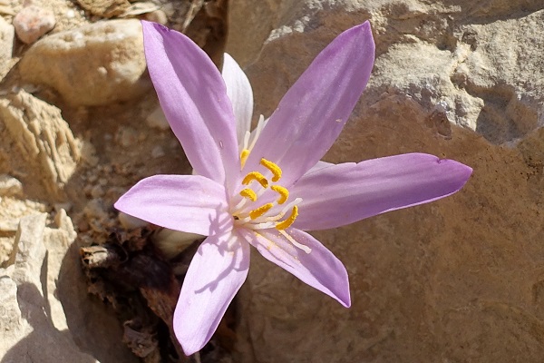 Colchicum tunicatum, סתוונית  הקלפות,  اللحلاح المفصص