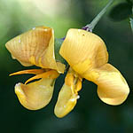 Colutea istria, Fleurs sauvages, Wildblumen, Fiori, флоры, Flores Silvestres, زهور