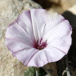Convolvulus althaeoides, Israel wildflowers, Violet Flowers