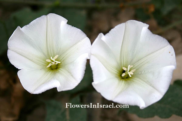 פרחים וצמחי בר בארץ ישראל, חבלבל השדה, لبلاب الحقول
