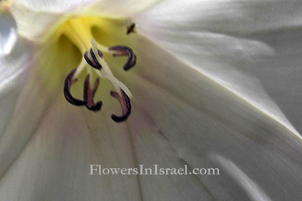 Convolvulus betonicifolius, Shaggy bindweed, חבלבל שעיר,لبلاب قسطراني الورق 