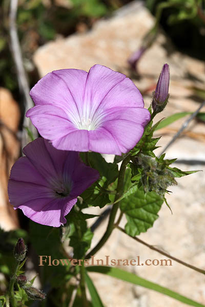 פרחים וצמחי בר, דיווחי פריחה, חבלבל סורי