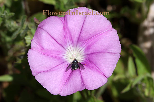 Convolvulus coelesyriacus,Bindweed, חבלבל סורי