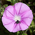 Convolvulus coelesyriacus, Israel wildflowers, Violet Flowers