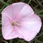 Convolvulus dorycnium, ישראל, פרחי בר, פרחים וורודים
