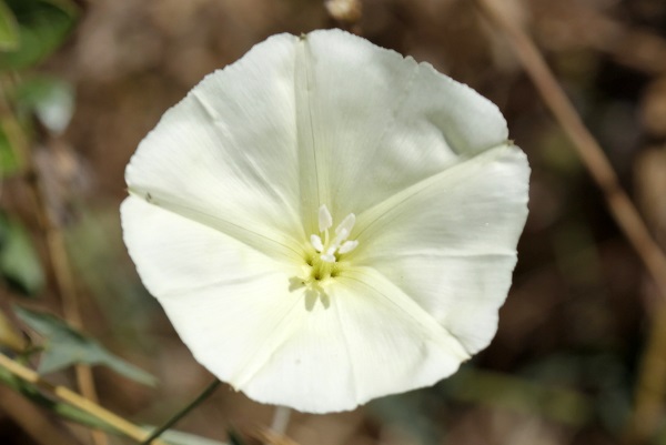 Convolvulus scammonia, Scammony, Syrian bindweed, חבלבל רפואי,  المحمودة