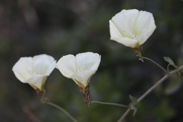 Convolvulus scammonia, Scammony, Syrian bindweed, חבלבל רפואי,  المحمودة