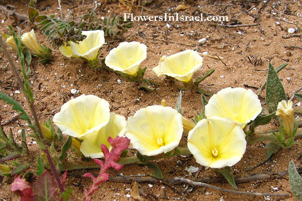Israel Flowers, Convolvulus secundus, One-sided bindweed, لبلاب وحيد الجانب ,חבלבל החוף