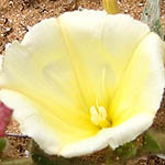 Convolvulus secundus, Fleurs sauvages, Wildblumen, Fiori, флоры, Flores Silvestres, زهور