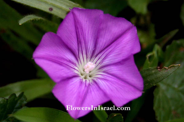 Israel, Botany, Flora, Wildflowers