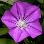 Convolvulus siculus, Israel wildflowers, Violet Flowers