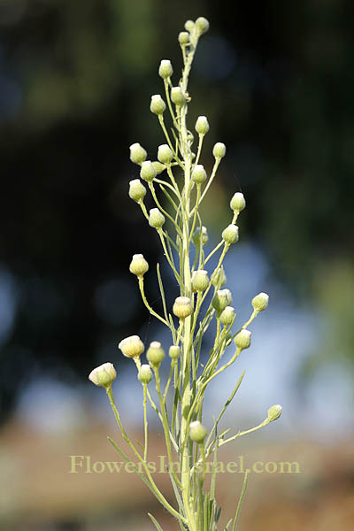 Flora of Israel online, Native plants, Palestine