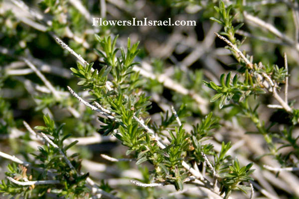 Israel wildflowers, Coridothymus capitatus, conehead thyme, Israeli Thyme, קורנית מקורקפת