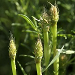 Cornucopiae alopecuroides, Israel, green flowers, wildflowers