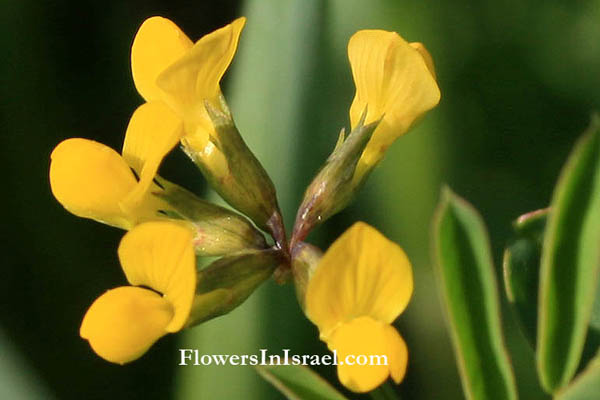 Israel, Flowers, Coronilla rostrata,Coronilla parviflora, Securigera parviflora, Yellow Crown-vetch, כתרון זעיר-פרח