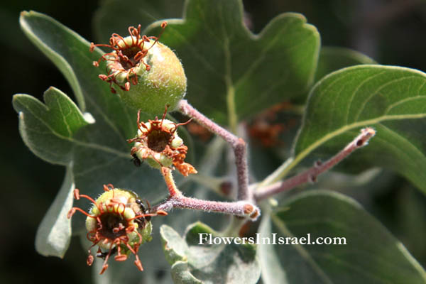  Crataegus aronia, Crataegus azarolus, Spiny Hawthorn, Neapolitan medlar, עוזרר קוצני, رورعز