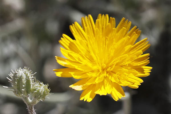 Israel wildflowers: Crepis aculeata, Barkhausia aculeata, Crepis pungens, ניסנית שיכנית