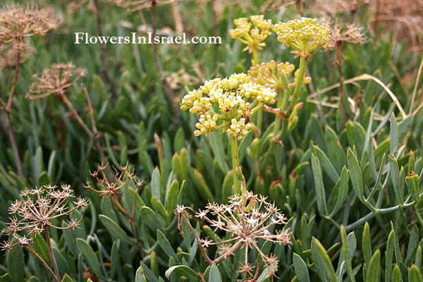 Crithmum maritimum,Samphire,Sea fennel,Peter's cress, קריתמון ימי 