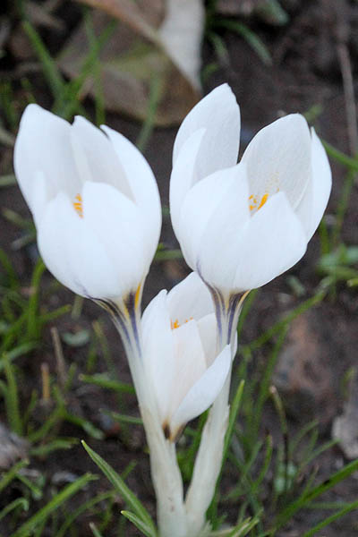 Vilda blommor i Israel