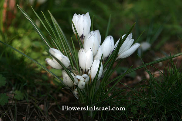 Crocus hyemalis, Winter Crocus, כרכום חורפי ,زعفران 