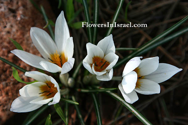 Israel wildflowers, send flowers online