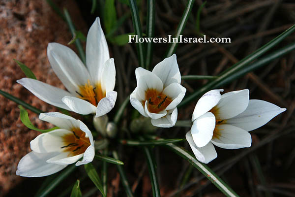 Crocus hyemalis, Winter Crocus, כרכום חורפי ,زعفران 