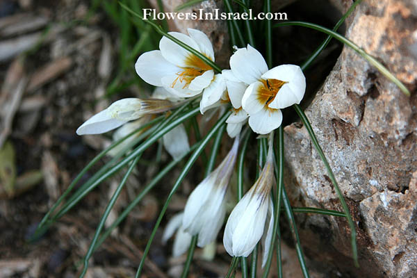 Israel wildflowers and native plants