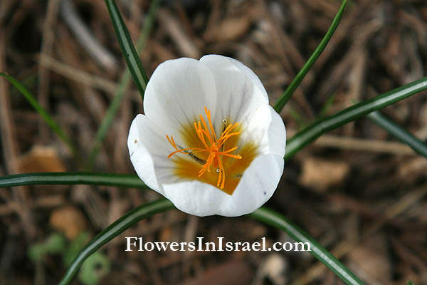 Crocus hyemalis, Winter Crocus, כרכום חורפי ,زعفران 