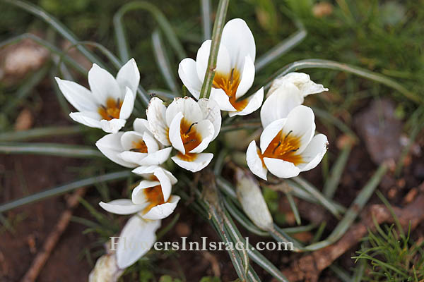 Crocus hyemalis, Winter Crocus, כרכום חורפי ,زعفران 