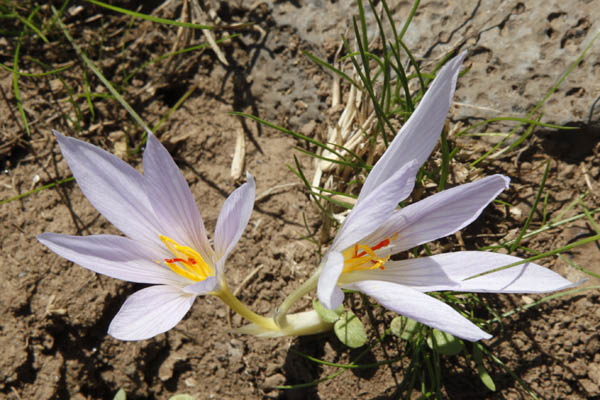 Crocus pallasii, Crocus haussknechtii, Crocus olbanus, Autumn Crocus, Fall Crocus, כרכום נאה