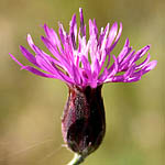 Crupina crupinastrum, Israel, Purple Flowers