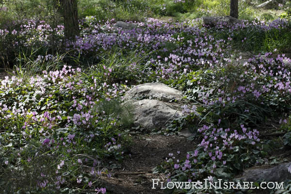 Cyclamen persicum, Persian Cyclamen, רקפת מצויה  , سيكلامين