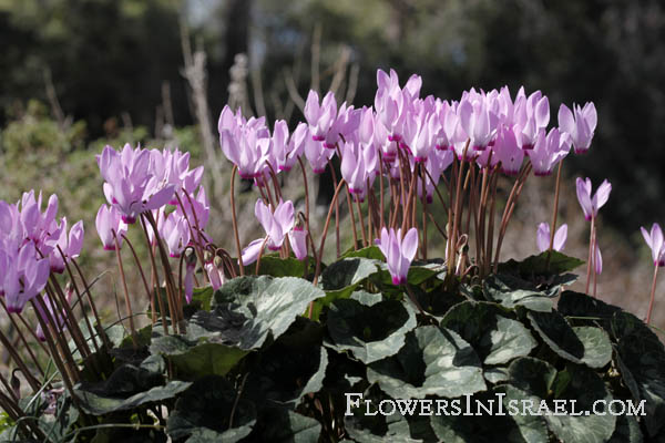 Cyclamen persicum, Persian Cyclamen, רקפת מצויה  , سيكلامين