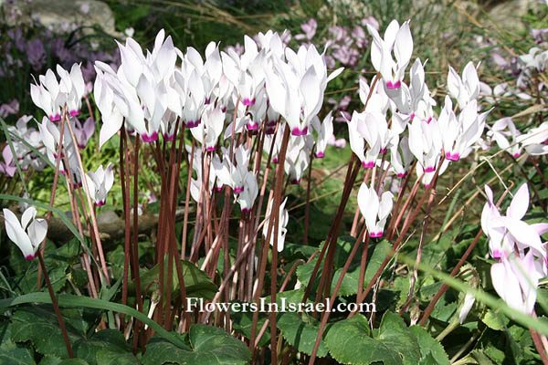 Cyclamen persicum, Persian Cyclamen, רקפת מצויה  , سيكلامين