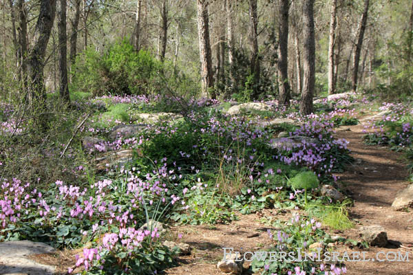 Cyclamen persicum, Persian Cyclamen, רקפת מצויה  , سيكلامين