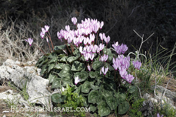 Cyclamen Meaning