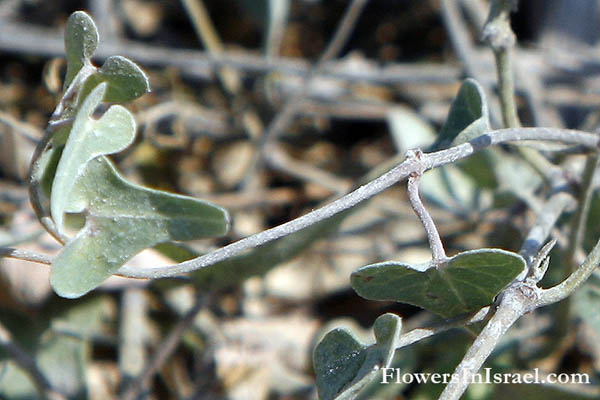 Cynanchum acutum, Montpellier scamony plant, Stranglevine, חנק מחודד