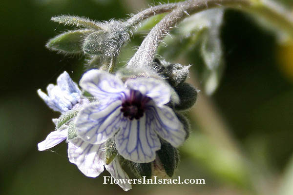 Israel Flora, Cynoglossum creticum, Blue Hound's Tongue, غريف, لزيق ,לשון-כלב כרתית, Boraginaceae, זיפניים