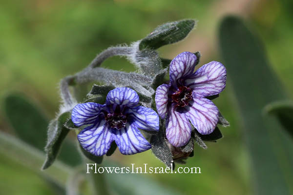 Israel Flora, Cynoglossum creticum, Blue Hound's Tongue, غريف, لزيق ,לשון-כלב כרתית, Boraginaceae, זיפניים