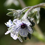 Cynoglossum creticum, Israel, Light Blue Flowers
