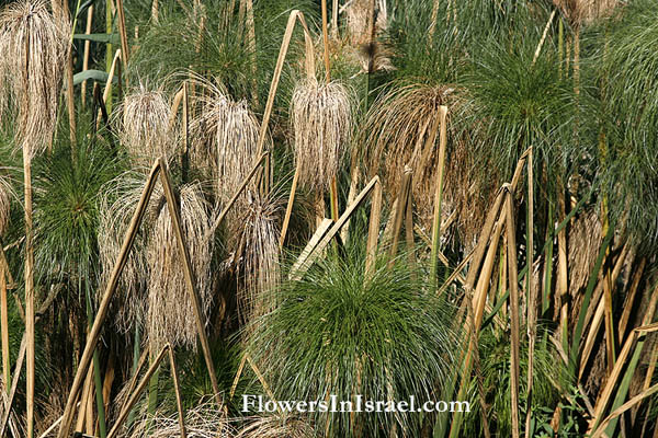 Israel Flowers, Cyperus papyrus, Nile papyrus, Egyptian paper plant, Bulrush, نبات البردي, גומא הפפירוס