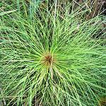 Cyperus papyrus, Israel, green wildflowers