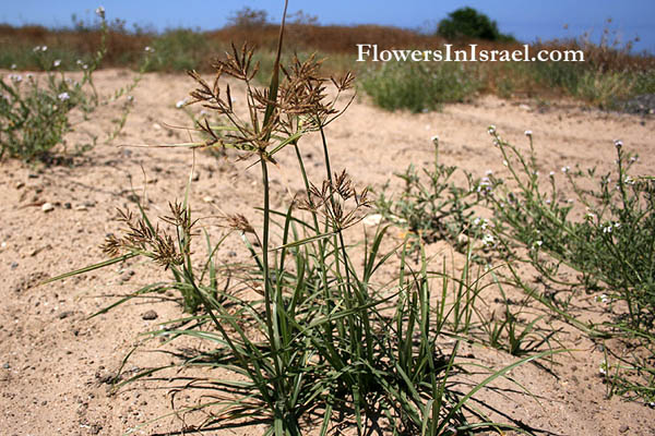 Flowers in Israel