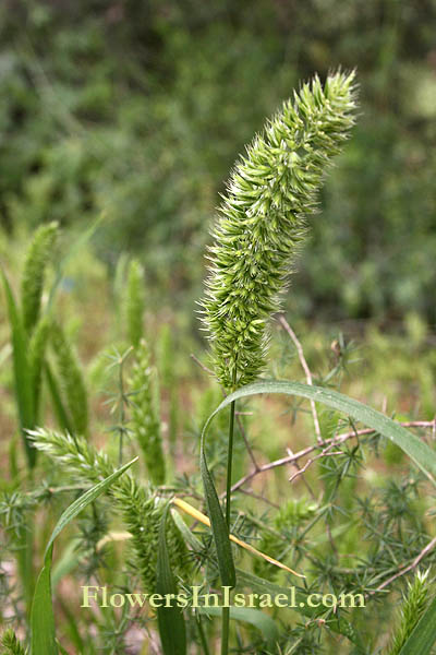 Dactylis glomerata, Orchardgrass, Cocksfoot, صبورة الجبل,ציבורת ההרים