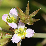 Damasonium alisma, Wild Flowers, Israel, Flora